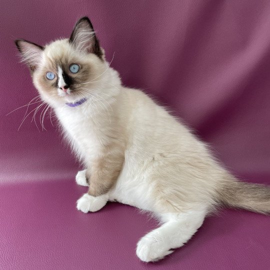 chaton Ragdoll seal point mitted Spoutnik Les Ragdolls de la Croisette