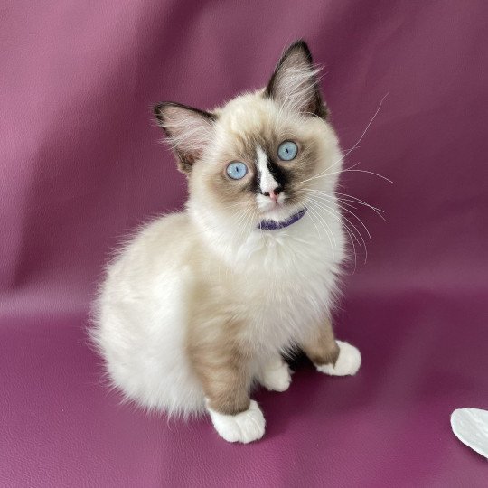 chaton Ragdoll seal point mitted Spoutnik Les Ragdolls de la Croisette