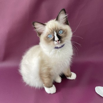 chaton Ragdoll seal point mitted Spoutnik Les Ragdolls de la Croisette