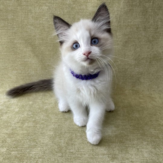 chaton Ragdoll seal point bicolor Tao Les Ragdolls de la Croisette