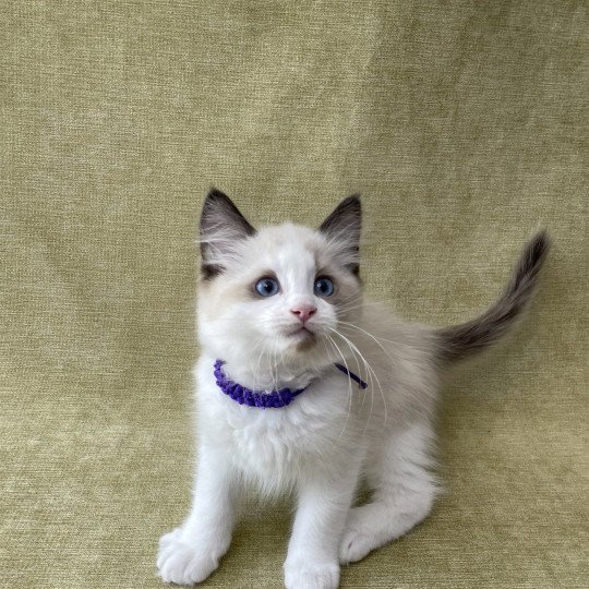 chaton Ragdoll seal point bicolor Tao Les Ragdolls de la Croisette