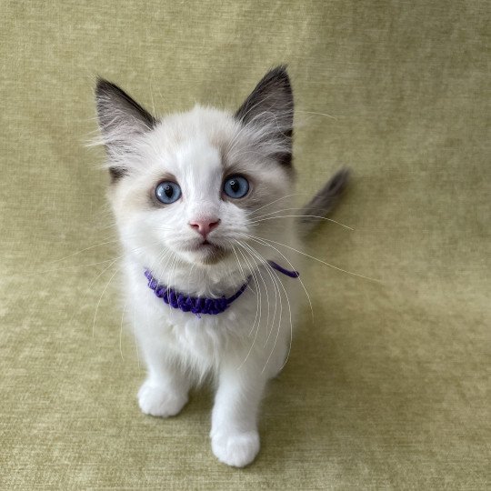 chaton Ragdoll seal point bicolor Tao Les Ragdolls de la Croisette