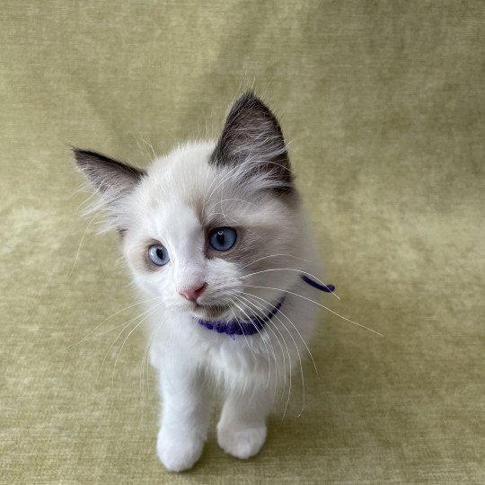 chaton Ragdoll seal point bicolor Tao Les Ragdolls de la Croisette