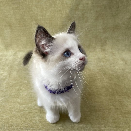 chaton Ragdoll seal point bicolor Tao Les Ragdolls de la Croisette