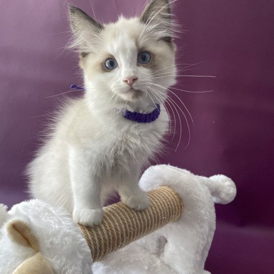 chaton Ragdoll seal point bicolor Tao Les Ragdolls de la Croisette