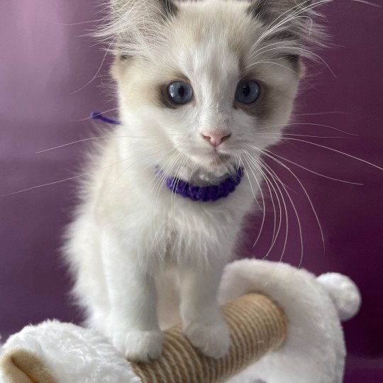 chaton Ragdoll seal point bicolor Tao Les Ragdolls de la Croisette