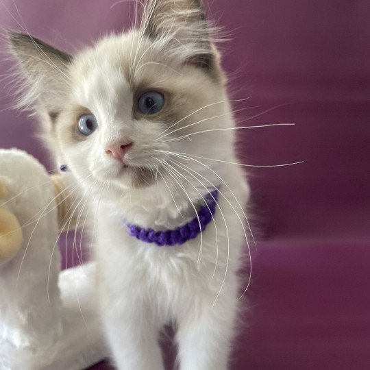 chaton Ragdoll seal point bicolor Tao Les Ragdolls de la Croisette