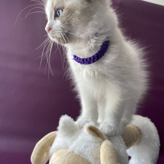 chaton Ragdoll seal point bicolor Tao Les Ragdolls de la Croisette