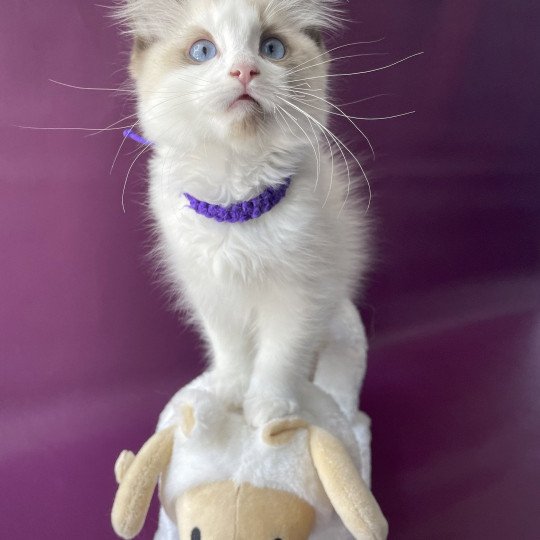 chaton Ragdoll seal point bicolor Tao Les Ragdolls de la Croisette