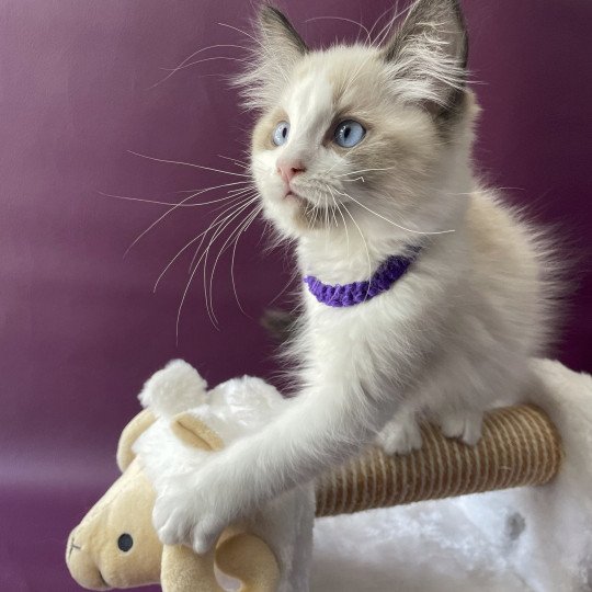 chaton Ragdoll seal point bicolor Tao Les Ragdolls de la Croisette