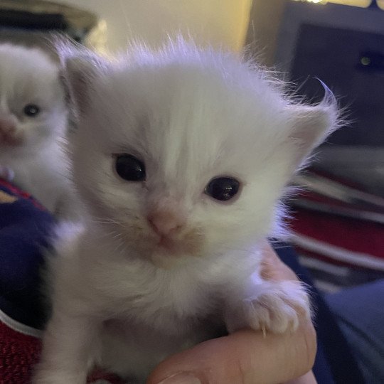 chaton Ragdoll tabby Violet Les Ragdolls de la Croisette