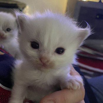 chaton Ragdoll tabby Violet Les Ragdolls de la Croisette