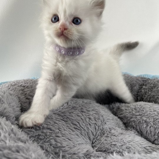 chaton Ragdoll tabby Violet Les Ragdolls de la Croisette