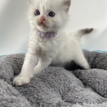 chaton Ragdoll tabby Violet Les Ragdolls de la Croisette