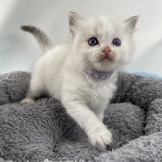 chaton Ragdoll tabby Violet Les Ragdolls de la Croisette