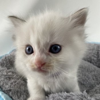 chaton Ragdoll tabby Violet Les Ragdolls de la Croisette