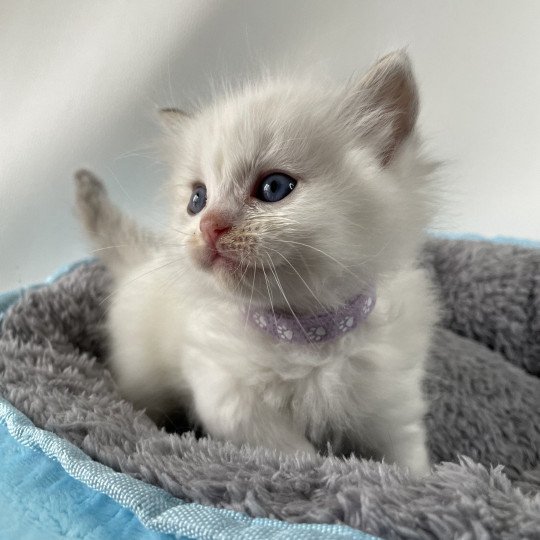 chaton Ragdoll tabby Violet Les Ragdolls de la Croisette