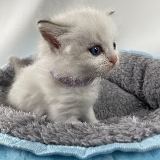 chaton Ragdoll tabby Violet Les Ragdolls de la Croisette