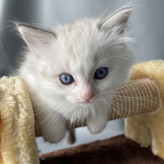 chaton Ragdoll blue tabby point & blanc UltraViolette Les Ragdolls de la Croisette