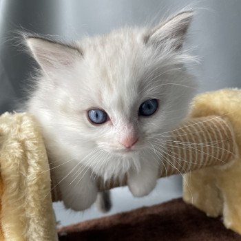 chaton Ragdoll blue tabby point & blanc UltraViolette Les Ragdolls de la Croisette