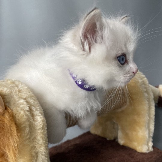 chaton Ragdoll blue tabby point & blanc UltraViolette Les Ragdolls de la Croisette