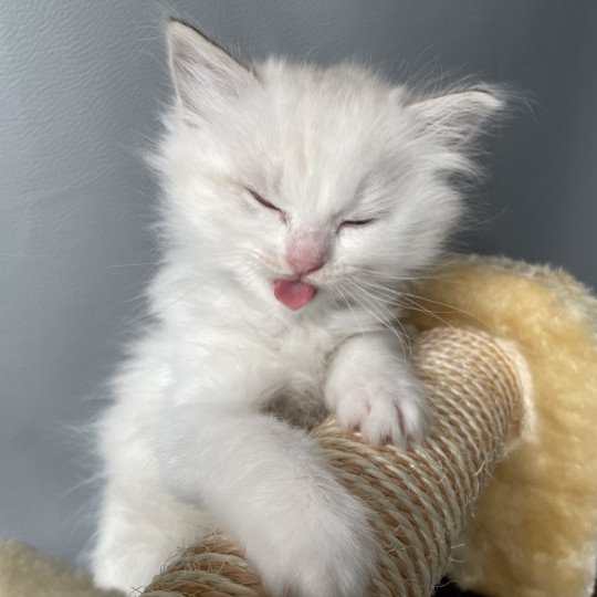 chaton Ragdoll blue tabby point & blanc UltraViolette Les Ragdolls de la Croisette