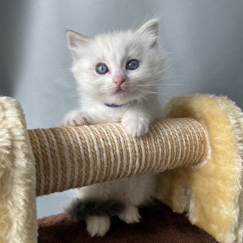 chaton Ragdoll blue tabby point & blanc UltraViolette Les Ragdolls de la Croisette