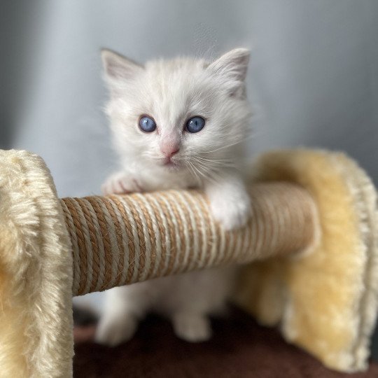 chaton Ragdoll blue tabby point & blanc UltraViolette Les Ragdolls de la Croisette