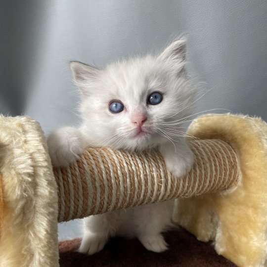 chaton Ragdoll blue tabby point & blanc UltraViolette Les Ragdolls de la Croisette