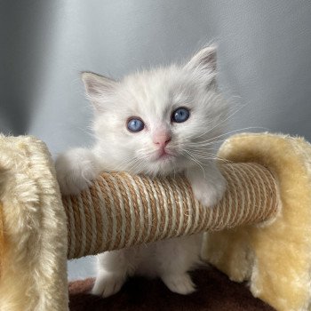 chaton Ragdoll blue tabby point & blanc UltraViolette Les Ragdolls de la Croisette