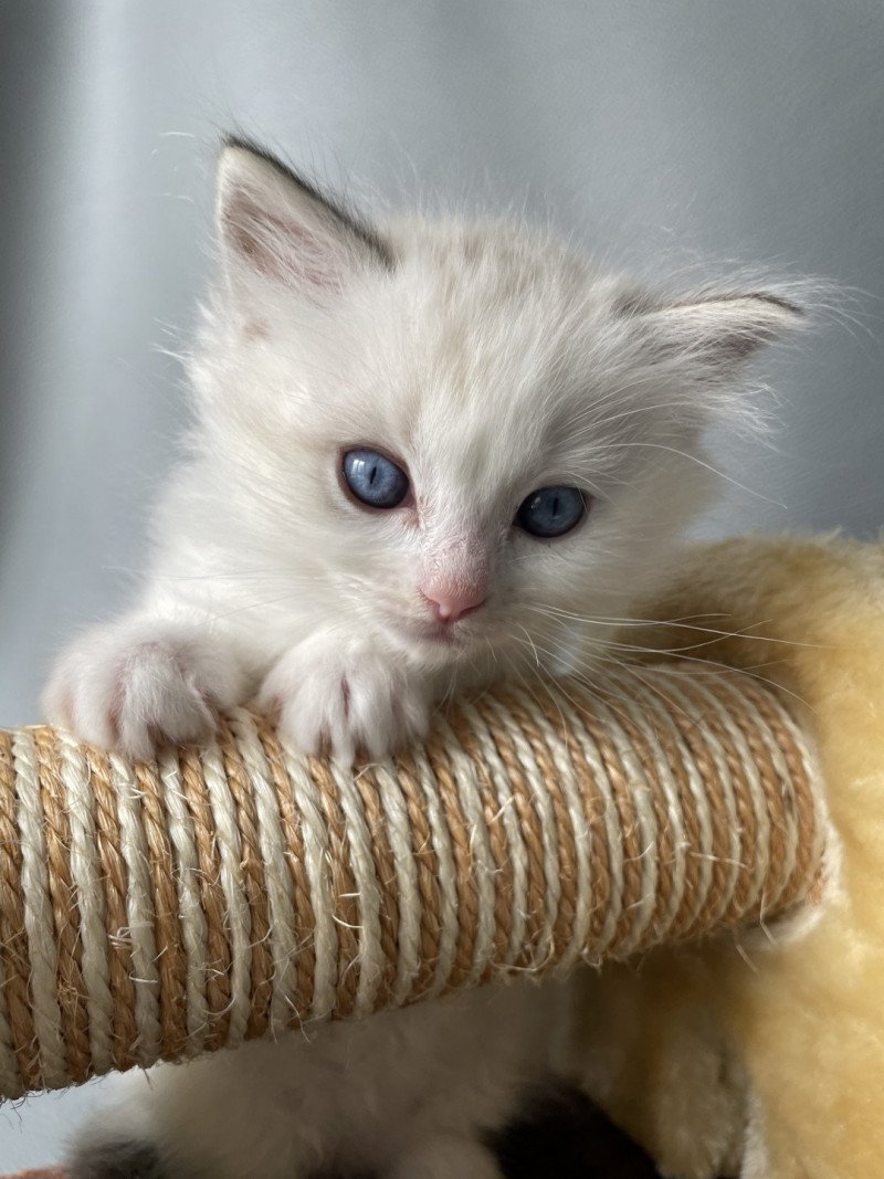 Violette De La Croisette Femelle Ragdoll