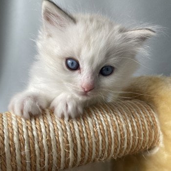 chaton Ragdoll blue tabby point & blanc UltraViolette Les Ragdolls de la Croisette