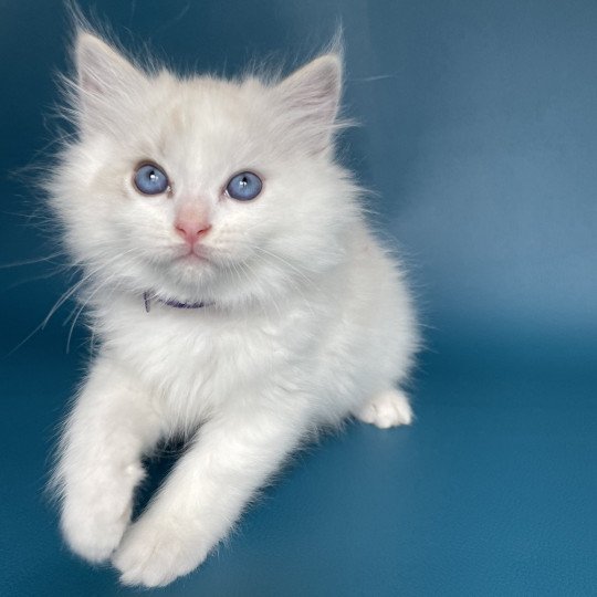 chaton Ragdoll blue tabby point & blanc Violette Les Ragdolls de la Croisette