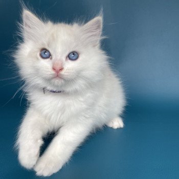 chaton Ragdoll blue tabby point & blanc Violette Les Ragdolls de la Croisette