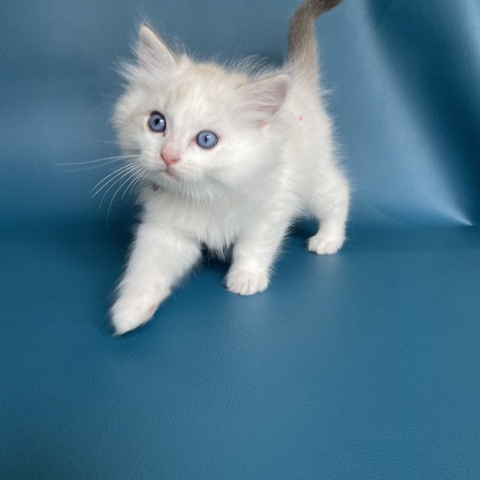 chaton Ragdoll blue tabby point & blanc Violette Les Ragdolls de la Croisette