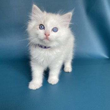 chaton Ragdoll blue tabby point & blanc Violette Les Ragdolls de la Croisette