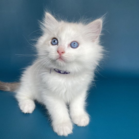 chaton Ragdoll blue tabby point & blanc Violette Les Ragdolls de la Croisette