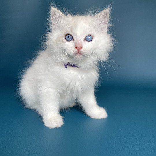 chaton Ragdoll blue tabby point & blanc Violette Les Ragdolls de la Croisette