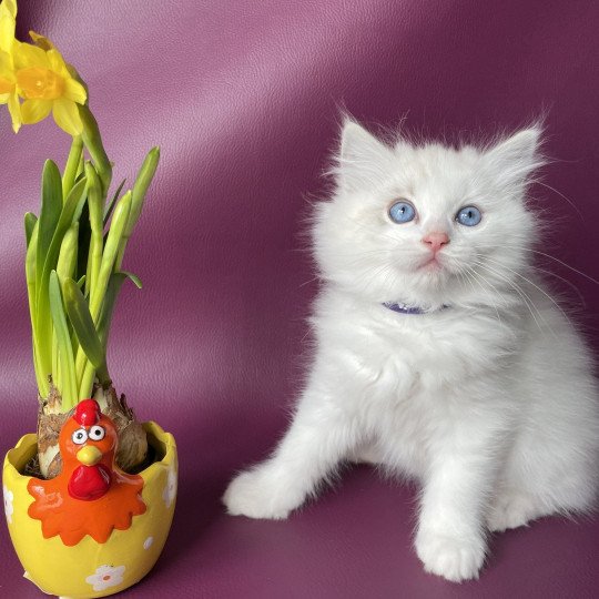 chaton Ragdoll blue tabby point & blanc Urbane Violette Les Ragdolls de la Croisette