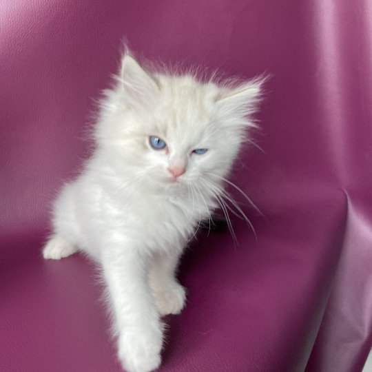 chaton Ragdoll blue tabby point & blanc Urbane Violette Les Ragdolls de la Croisette