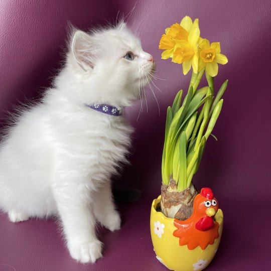 chaton Ragdoll blue tabby point & blanc Urbane Violette Les Ragdolls de la Croisette