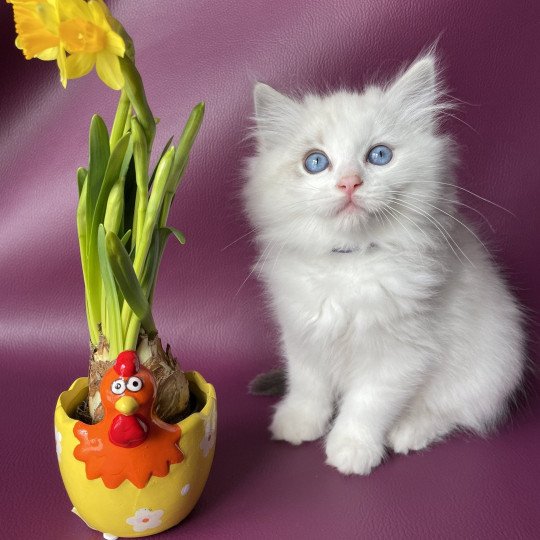 chaton Ragdoll blue tabby point & blanc Urbane Violette Les Ragdolls de la Croisette