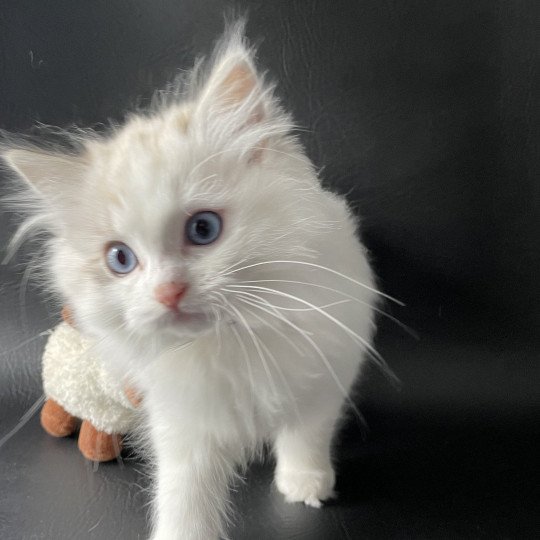 chaton Ragdoll seal tabby point & blanc Urbane Les Ragdolls de la Croisette