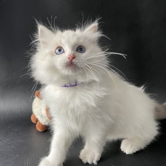 chaton Ragdoll seal tabby point & blanc Urbane Les Ragdolls de la Croisette