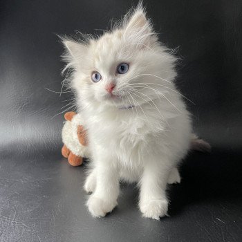 chaton Ragdoll seal tabby point & blanc Urbane Les Ragdolls de la Croisette