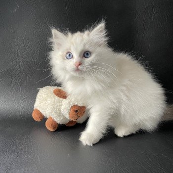 chaton Ragdoll seal tabby point & blanc Urbane Les Ragdolls de la Croisette