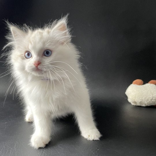 chaton Ragdoll seal tabby point & blanc Urbane Les Ragdolls de la Croisette