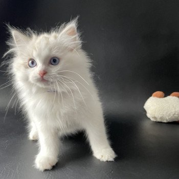 chaton Ragdoll seal tabby point & blanc Urbane Les Ragdolls de la Croisette