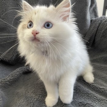 chaton Ragdoll seal tabby point & blanc Urbane Les Ragdolls de la Croisette