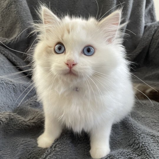 chaton Ragdoll seal tabby point & blanc Urbane Les Ragdolls de la Croisette